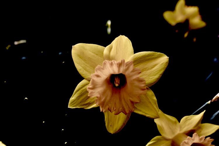 Yellow Daffodil On Black Background