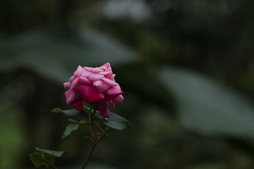 Close-Up Shot of a Pink Rose in Bloom