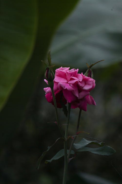 Close-Up Shot of a Pink Rose in Bloom