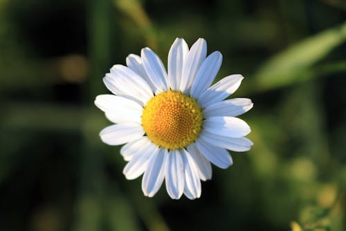 Selective Focus Photography of White Ox Eye Daisy Flower