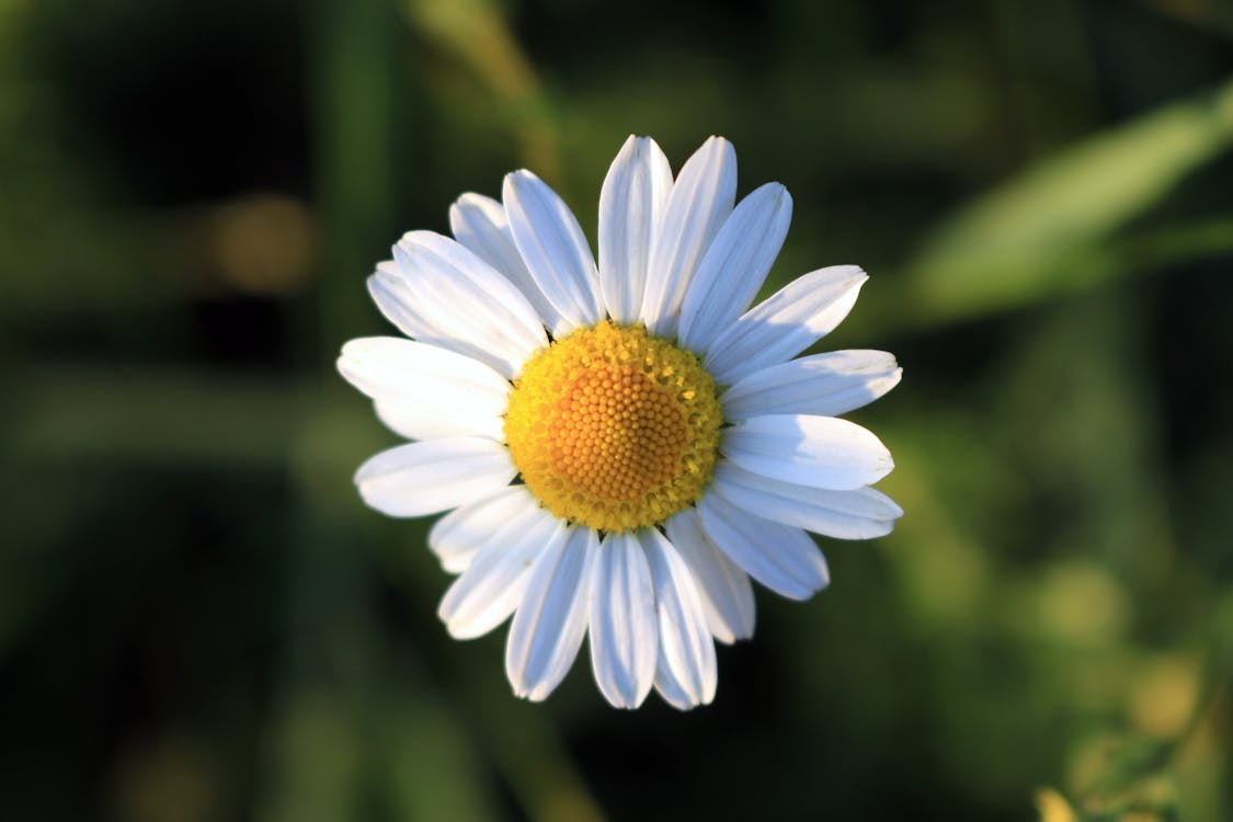 Ücretsiz Beyaz öküz Gözü Papatya çiçeğinin Seçici Odak Fotoğrafı Stok Fotoğraflar