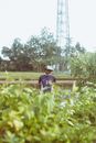 Elderly ethnic male farmer in casual clothes and hat working on lush green agricultural field on sunny day