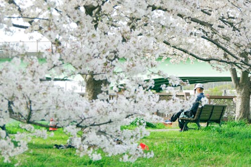 Foto stok gratis budaya Jepang, ceri, foto