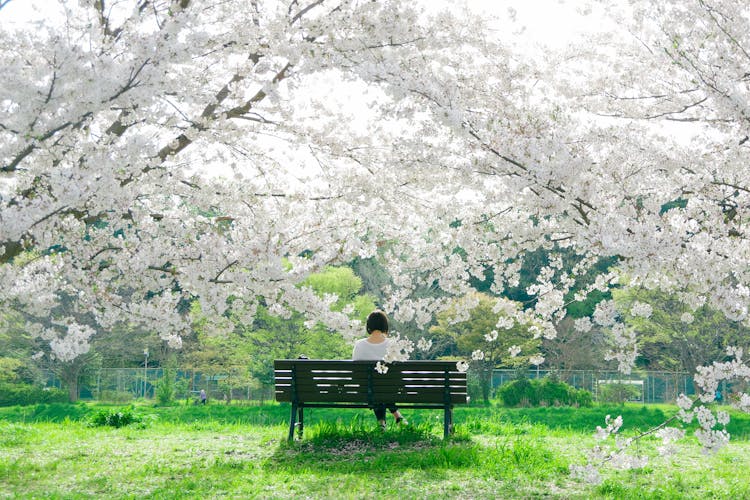 Back View Of A Woman Sitting On A Bench