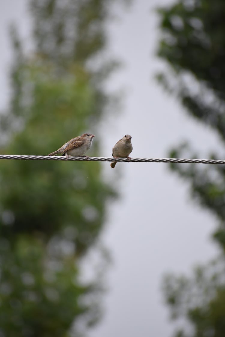 Two Small Birds Perched On A Wire