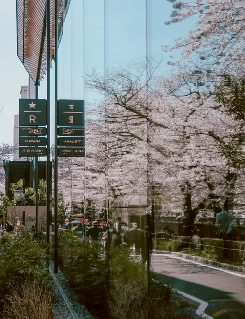 The Ultimate Cherry Blossom Forecast Planning Guide