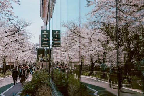 Foto stok gratis berjalan, bunga sakura, Jepang