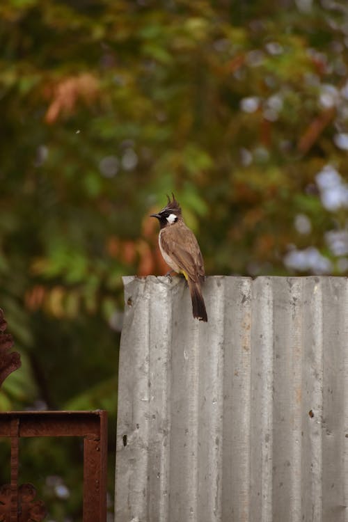 Close-Up Shot of a Bird Perched on Galvanized Iron Sheets