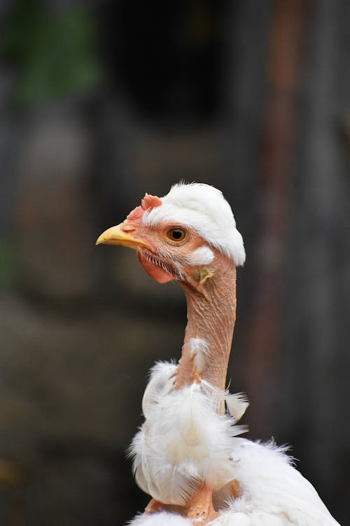 Free Close-Up Shot of a Naked Neck Chicken Stock Photo