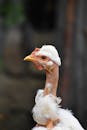Close-Up Shot of a Naked Neck Chicken