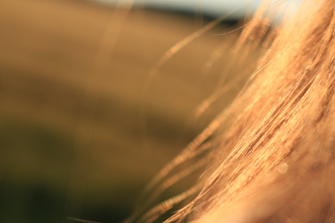 Ücretsiz Kahverengi Saç Stok Fotoğraflar