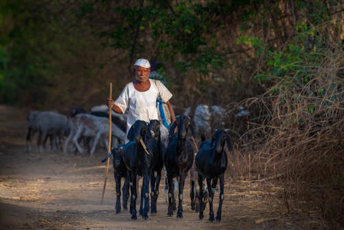 Free A Man in White Shirt Walking Near the Goats Stock Photo