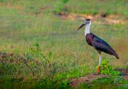 A Woolly-Necked Stork on the Grass
