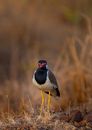 A Woolly-Necked Stork on the Grass