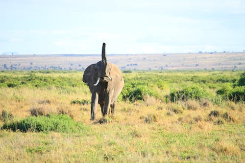 Free An Elephant on a Grassy Field Stock Photo
