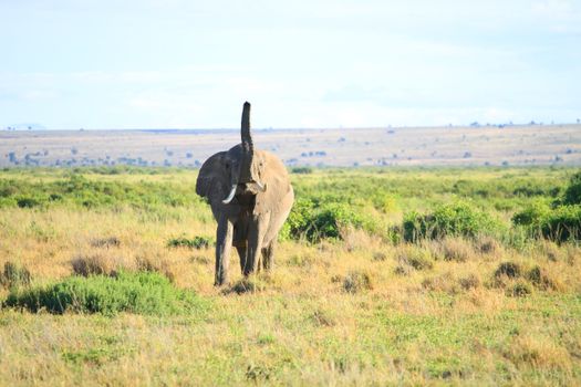 Stunning close-up of an African elephant in Kenya's vast savanna.