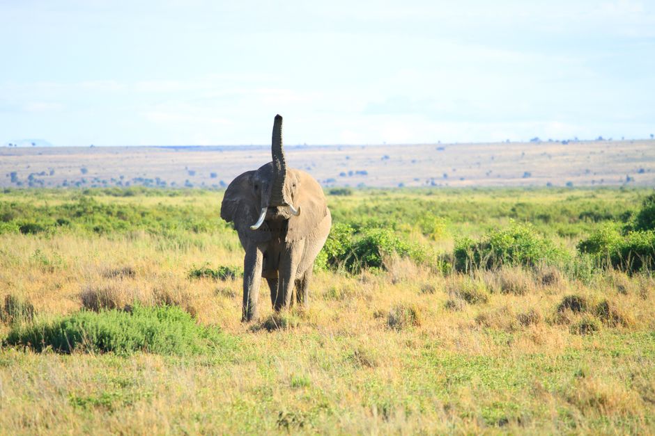 Elephants Use Infrasound Over Miles to Coordinate Group Movement and Alert to Danger
