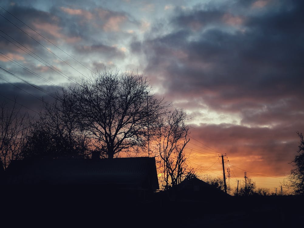 Silhouette Photo of Bare Trees during Golden Hour