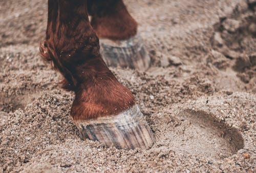 Free Brown and White Horse on Brown Sand Stock Photo