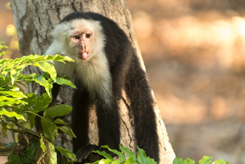 Free stock photo of whiteheaded capuchin