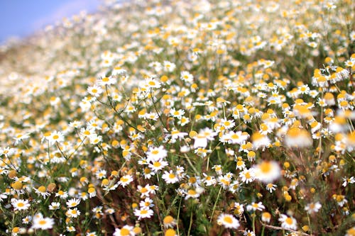 Campo De Flores De Camomila Branca