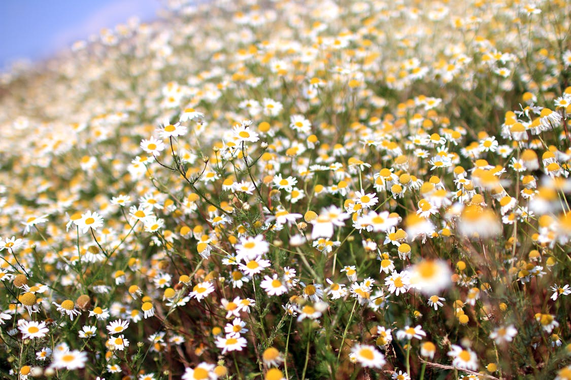 Kostnadsfria Kostnadsfri bild av blommor, prästkragar, sommar Stock foto