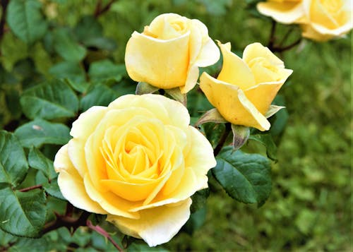 Close-Up Shot of Yellow Roses in Bloom