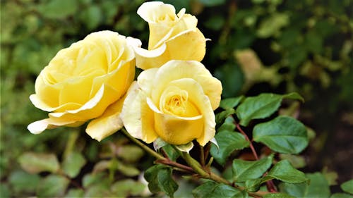 Selective Focus Photo of Yellow Flowers in Bloom