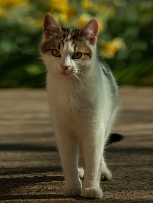 Gratis arkivbilde med bedårende, husdyr, katt