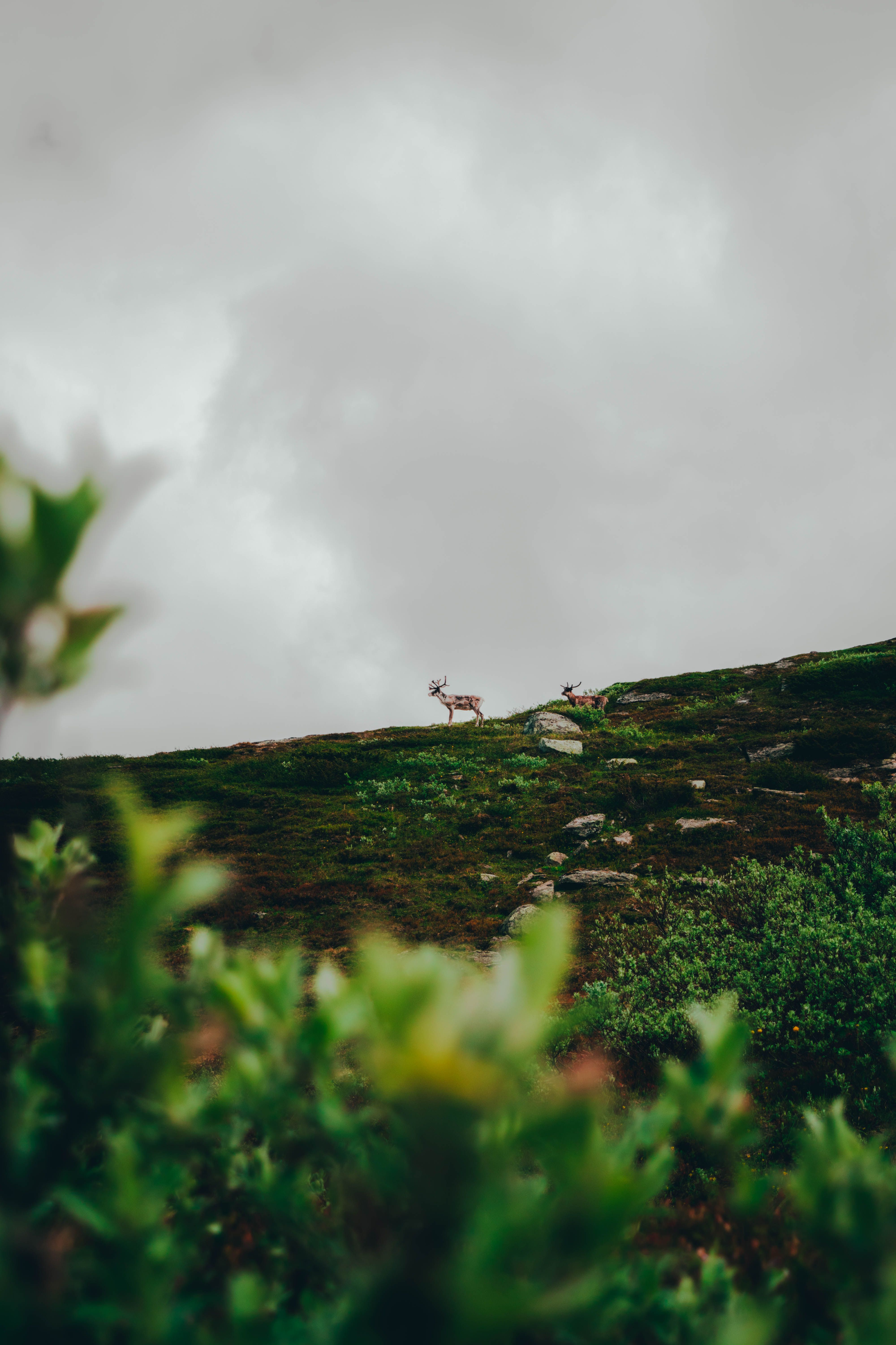 A serene capture of deer on a lush green mountain with overcast sky, highlighting nature's beauty.