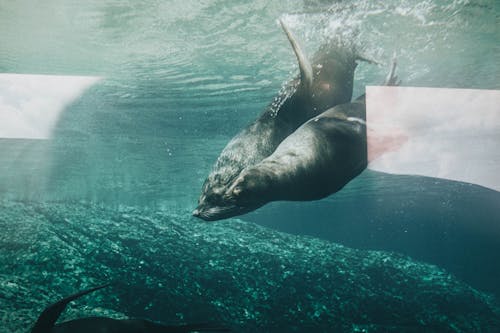 Free Photo of Two Seals Swimming Underwater Stock Photo