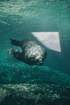 A close-up of a seal swimming underwater, showcasing its graceful movement in the ocean.