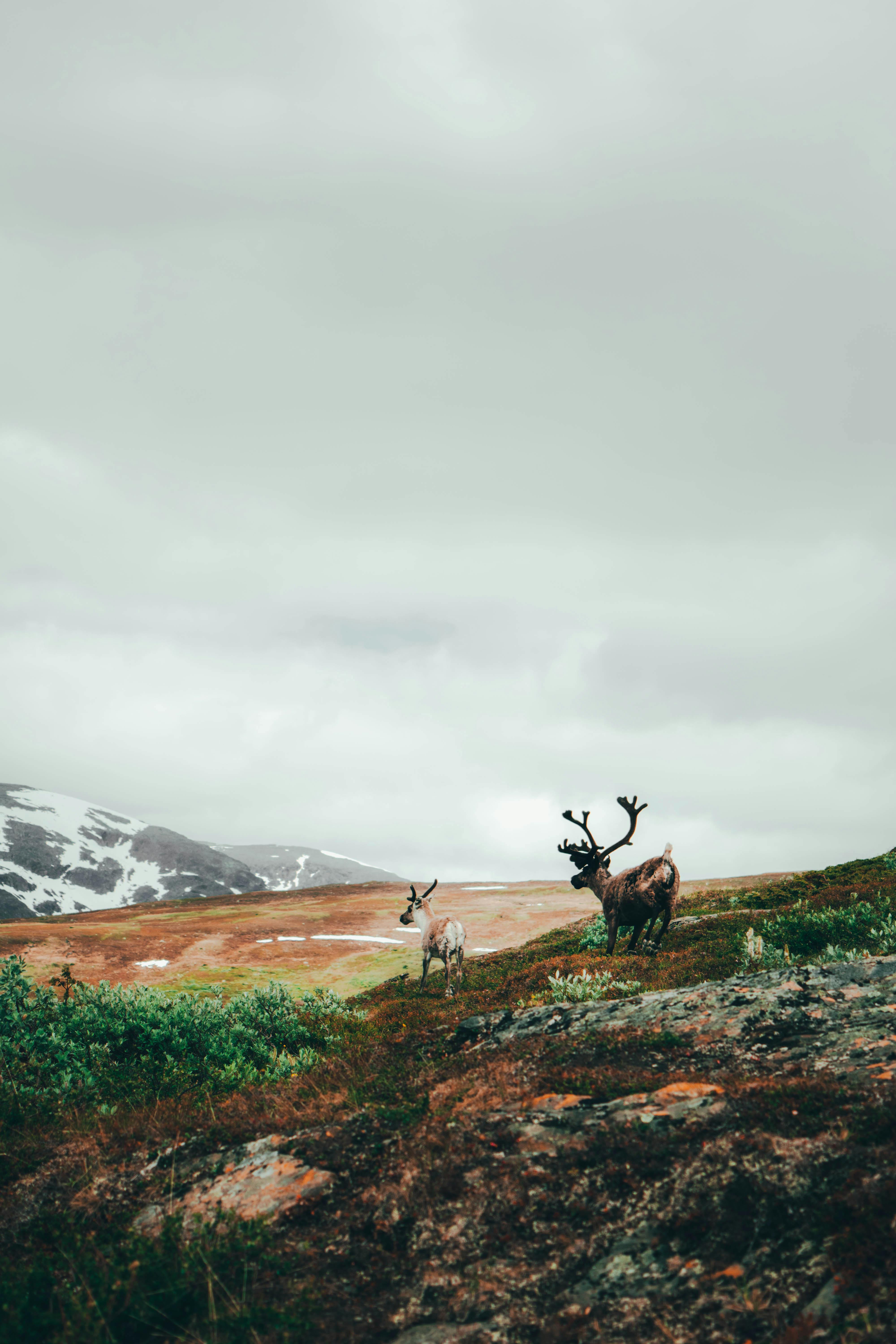 Majestic reindeer roaming in Sweden's mountainous terrain under a gray sky. Perfect for nature themes.