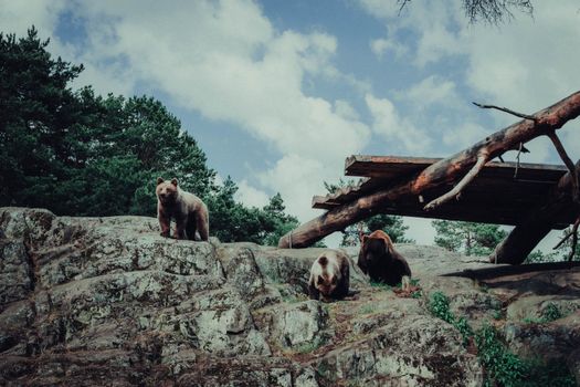 Three brown bears roam natural rocky habitat in a Swedish wildlife setting.