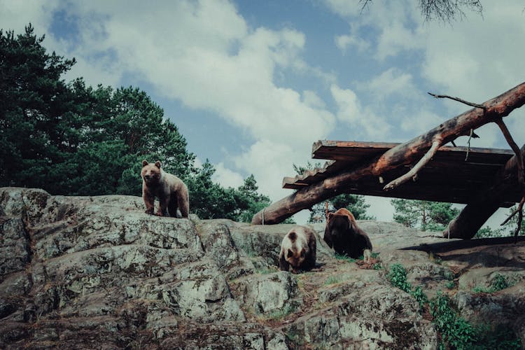 Bears In The Zoo