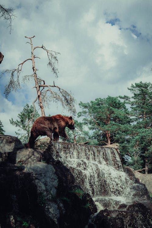 A Bear on Walking near the Waterfall