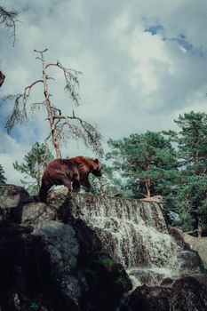 A majestic brown bear stands by a waterfall in a lush Swedish forest.