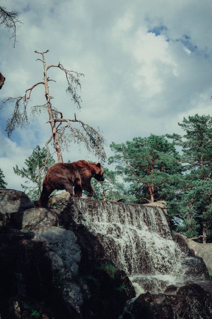 A majestic brown bear stands by a waterfall in a lush Swedish forest.