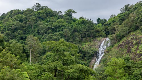 Scenic View of a Waterfall in the Forest