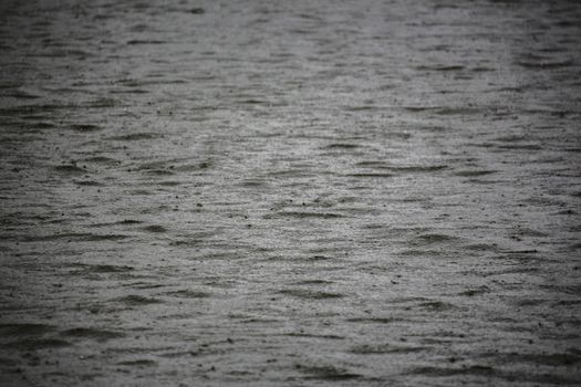 Raindrops creating ripples on a calm water surface in Luyksgestel, Netherlands.