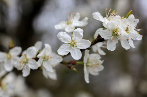 Close-Up Photo of White Cherry Blossoms in Bloom