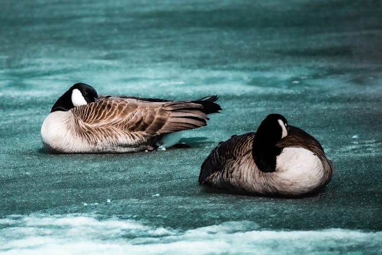 Canada Goose On The Beach