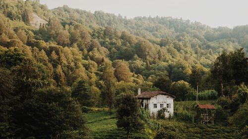 Free Charming wooden house nestled in dense green forest, capturing tranquil rural aesthetics. Stock Photo