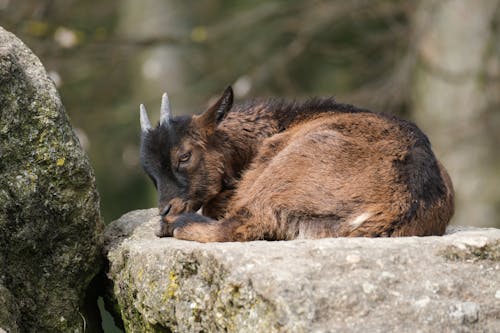 Foto d'estoc gratuïta de animal de granja, animal domèstic, banyes