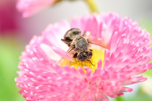 Macro Shot of a Bee on a Pink Flower