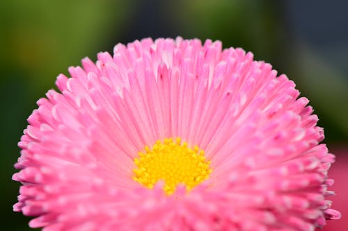 Close-Up Shot of a Pink Aster in Bloom