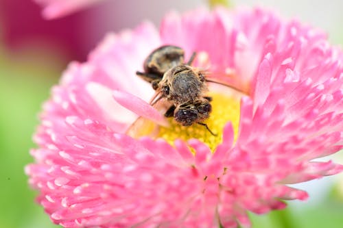 Macro Shot of a Bee Perched on a Pink Flower