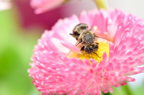 Macro Shot of a Bee Perched on a Pink Flower