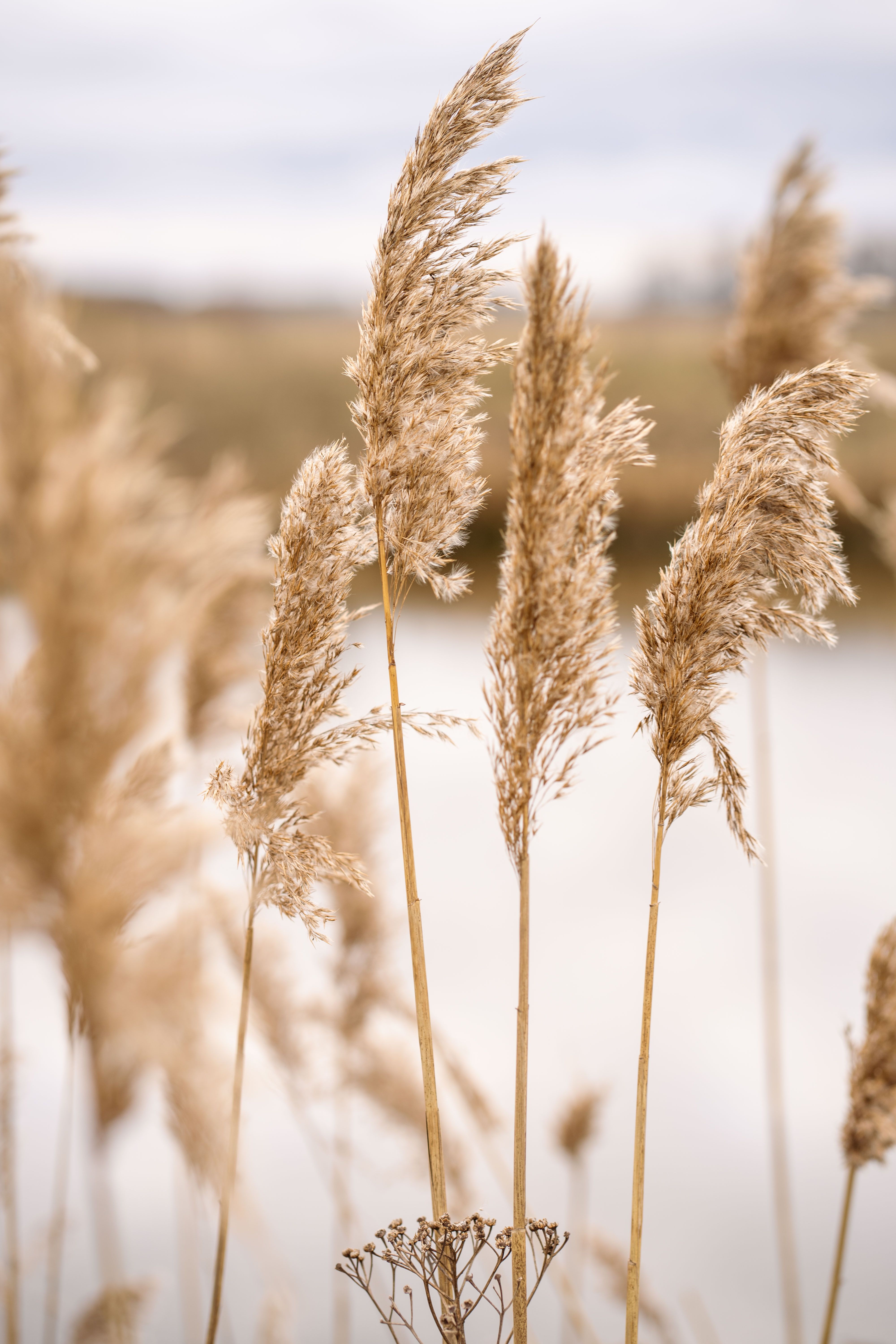 Selective Focus of Pampas Grass · Free Stock Photo