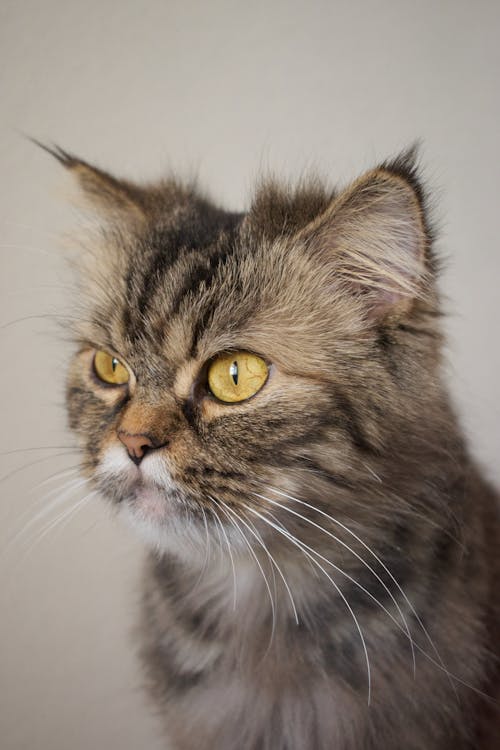 Close-Up Photo of a British Semi-Longhair Cat